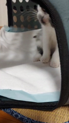 村井令枝ブリーダーからお迎えしたブリティッシュショートヘア：パールちゃん