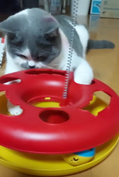 村井令枝ブリーダーからお迎えしたブリティッシュショートヘア：パールちゃん