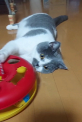 村井令枝ブリーダーからお迎えしたブリティッシュショートヘア：パールちゃん