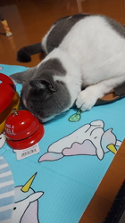 村井令枝ブリーダーからお迎えしたブリティッシュショートヘア：パールちゃん