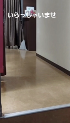 村井令枝ブリーダーからお迎えしたブリティッシュショートヘア：パールちゃん