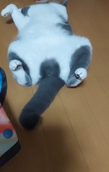 村井令枝ブリーダーからお迎えしたブリティッシュショートヘア：パールちゃん