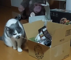 村井令枝ブリーダーからお迎えしたブリティッシュショートヘア：パールちゃん