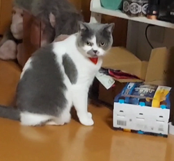 村井令枝ブリーダーからお迎えしたブリティッシュショートヘア：パールちゃん