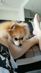 玉川美佐子ブリーダーからお迎えしたポメラニアン：こむぎちゃん