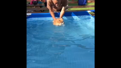 玉川美佐子ブリーダーからお迎えしたポメラニアン：こむぎちゃん