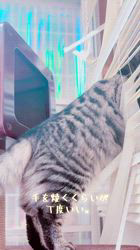 北見友美ブリーダーからお迎えしたノルウェージャンフォレストキャット：百千代ちゃん