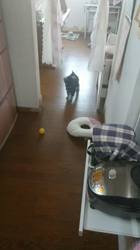 撫養香織ブリーダーからお迎えしたミニチュアシュナウザー：モモちゃん