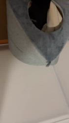 稲崎真弓ブリーダーからお迎えした柴犬：ももちゃん