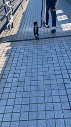 稲崎真弓ブリーダーからお迎えした柴犬：ももちゃん