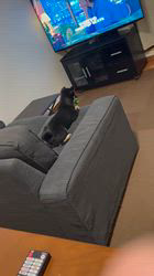 稲崎真弓ブリーダーからお迎えした柴犬：ももちゃん