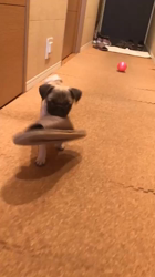 佐藤多恵子ブリーダーからお迎えしたパグ：モモちゃん