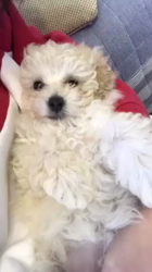 吉川聖美ブリーダーからお迎えしたトイプードル：ももちゃん