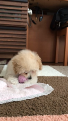 吉川聖美ブリーダーからお迎えしたトイプードル：ももちゃん