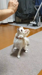 後藤喜代美ブリーダーからお迎えしたチワワ(ロング)：モモちゃん