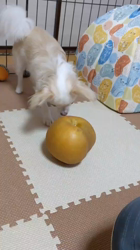 後藤喜代美ブリーダーからお迎えしたチワワ(ロング)：モモちゃん