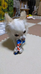 後藤喜代美ブリーダーからお迎えしたチワワ(ロング)：モモちゃん