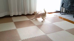 後藤喜代美ブリーダーからお迎えしたチワワ(ロング)：モモちゃん