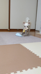 後藤喜代美ブリーダーからお迎えしたチワワ(ロング)：モモちゃん