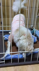 後藤喜代美ブリーダーからお迎えしたチワワ(ロング)：モモちゃん