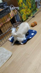 後藤喜代美ブリーダーからお迎えしたチワワ(ロング)：モモちゃん