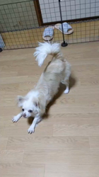 後藤喜代美ブリーダーからお迎えしたチワワ(ロング)：モモちゃん