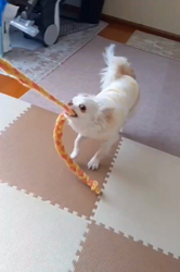後藤喜代美ブリーダーからお迎えしたチワワ(ロング)：モモちゃん
