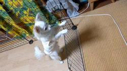 後藤喜代美ブリーダーからお迎えしたチワワ(ロング)：モモちゃん