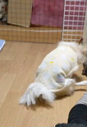 後藤喜代美ブリーダーからお迎えしたチワワ(ロング)：モモちゃん