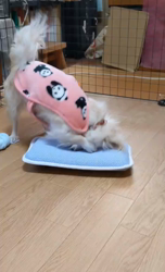 後藤喜代美ブリーダーからお迎えしたチワワ(ロング)：モモちゃん