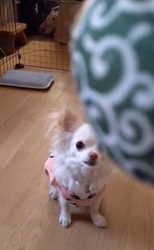 後藤喜代美ブリーダーからお迎えしたチワワ(ロング)：モモちゃん