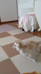 後藤喜代美ブリーダーからお迎えしたチワワ(ロング)：モモちゃん