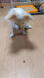 後藤喜代美ブリーダーからお迎えしたチワワ(ロング)：モモちゃん