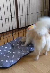 後藤喜代美ブリーダーからお迎えしたチワワ(ロング)：モモちゃん