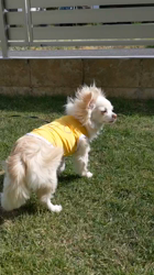 後藤喜代美ブリーダーからお迎えしたチワワ(ロング)：モモちゃん