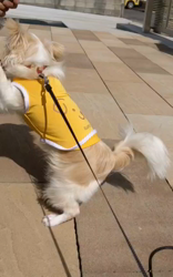 後藤喜代美ブリーダーからお迎えしたチワワ(ロング)：モモちゃん