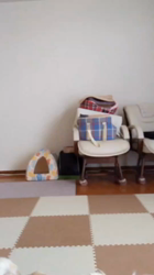 後藤喜代美ブリーダーからお迎えしたチワワ(ロング)：モモちゃん