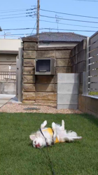 後藤喜代美ブリーダーからお迎えしたチワワ(ロング)：モモちゃん