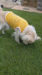 後藤喜代美ブリーダーからお迎えしたチワワ(ロング)：モモちゃん