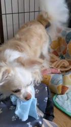 後藤喜代美ブリーダーからお迎えしたチワワ(ロング)：モモちゃん