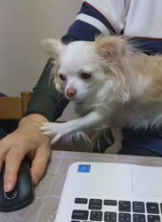 後藤喜代美ブリーダーからお迎えしたチワワ(ロング)：モモちゃん