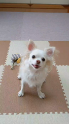 後藤喜代美ブリーダーからお迎えしたチワワ(ロング)：モモちゃん