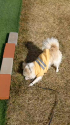 後藤喜代美ブリーダーからお迎えしたチワワ(ロング)：モモちゃん