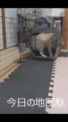 後藤喜代美ブリーダーからお迎えしたチワワ(ロング)：モモちゃん