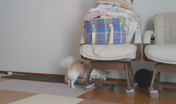 後藤喜代美ブリーダーからお迎えしたチワワ(ロング)：モモちゃん