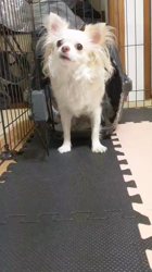 後藤喜代美ブリーダーからお迎えしたチワワ(ロング)：モモちゃん