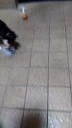 間中美華ブリーダーからお迎えした柴犬：珠世（たま）ちゃん
