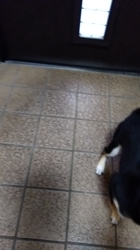 間中美華ブリーダーからお迎えした柴犬：珠世（たま）ちゃん
