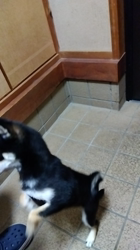 間中美華ブリーダーからお迎えした柴犬：珠世（たま）ちゃん