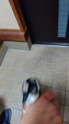 間中美華ブリーダーからお迎えした柴犬：珠世（たま）ちゃん